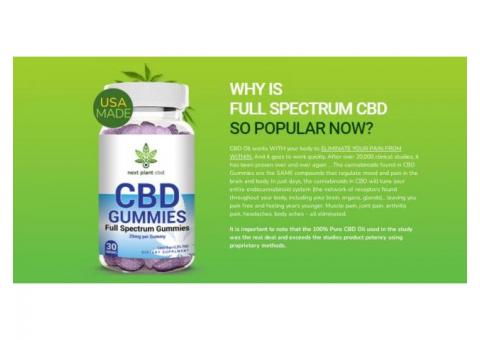 Skills That You Can Learn From Next Plant CBD Gummies. Athirampuzha |  Myinfer.com - Yellow page, Best business directory in Kerala, India| Local  Search Engine