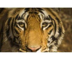 Pench National Park Tour Packages