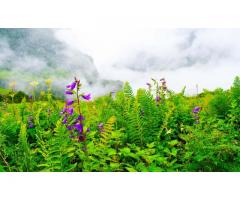 Valley of Flowers Trek 2020